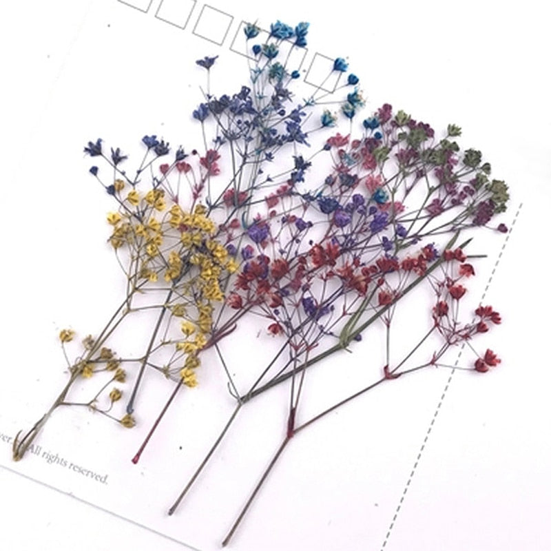 Dried Flower Branches Specimen Bookmarks Material Card Pressed Flower Paintings Accessories